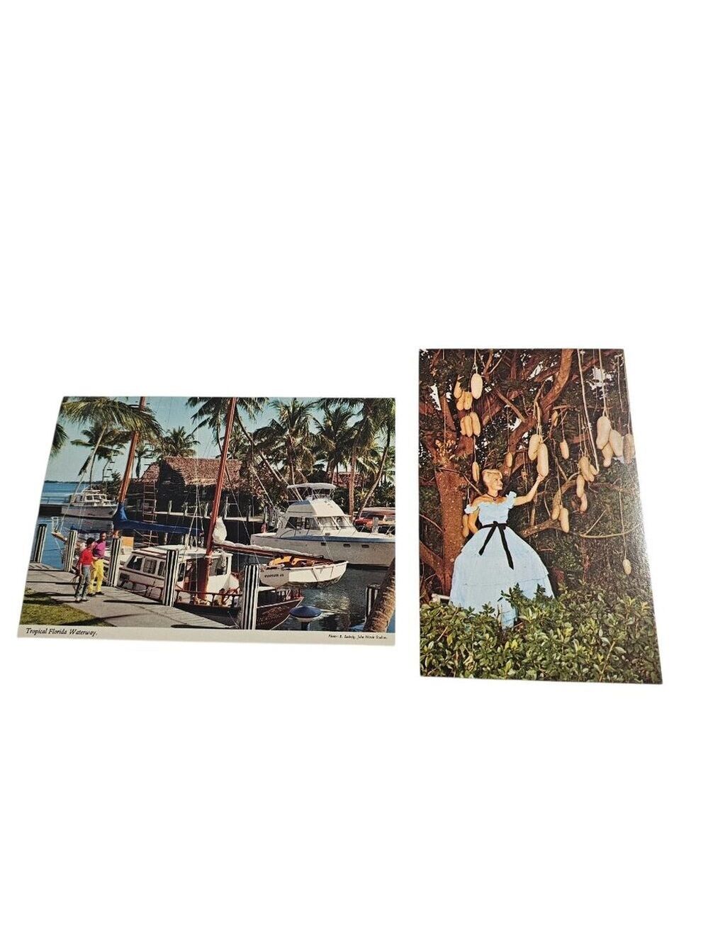 Bundle Vintage 1950s Florida Postcards Sausage Tree Tropical Marina MCM Kitsch